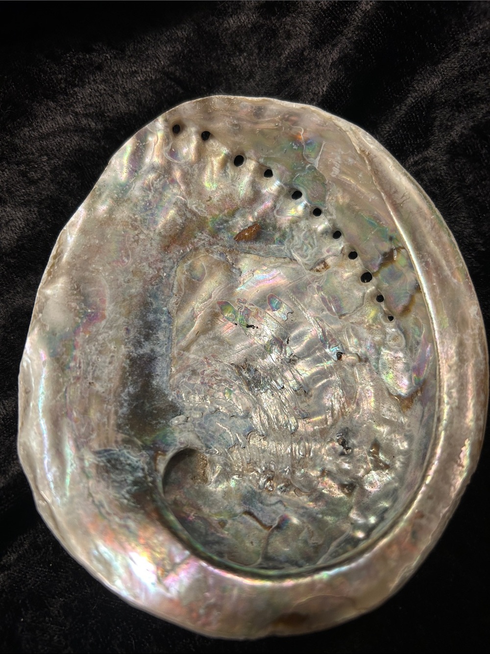 Abalone shell for smudging or as a beautiful coffee table accent!